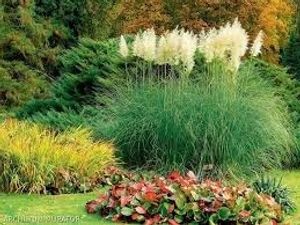 Image chosen by user