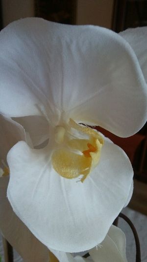 Image chosen by user