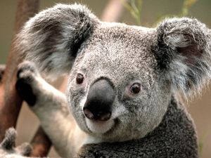 Image chosen by user