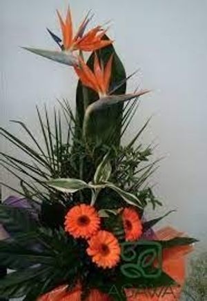 Image chosen by user