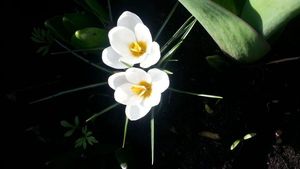Image chosen by user
