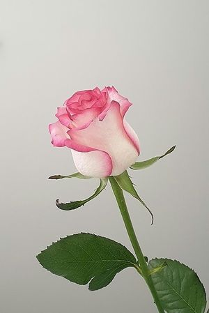 Image chosen by user