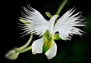Image chosen by user