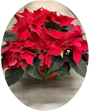 Image chosen by user