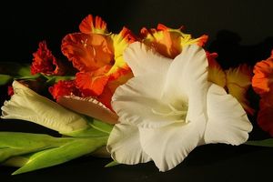 Image chosen by user
