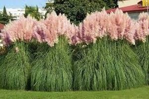 Image chosen by user