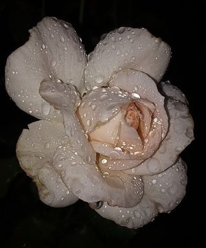 Image chosen by user