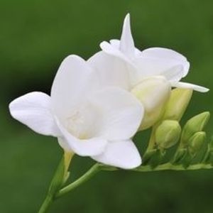Image chosen by user