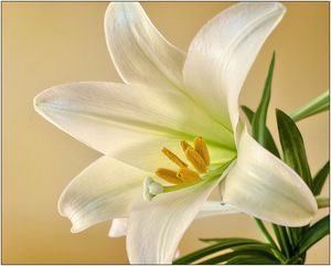 Image chosen by user