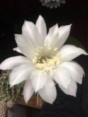 Image chosen by user