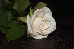 Image chosen by user