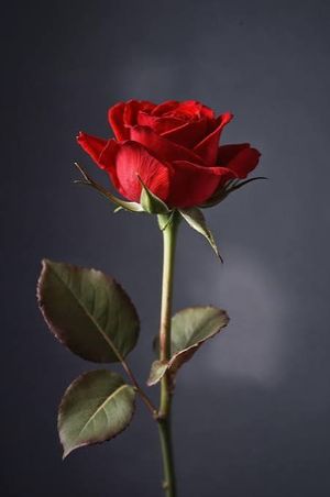 Image chosen by user