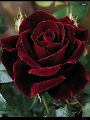 Obrazek wybrany przez użytkownika