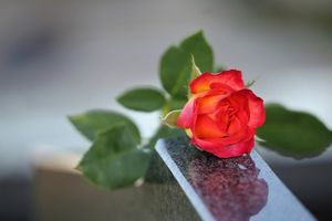 Obrazek wybrany przez użytkownika
