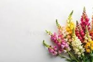 Image chosen by user