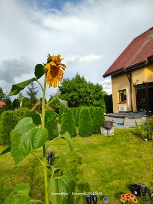 Obrazek wybrany przez użytkownika