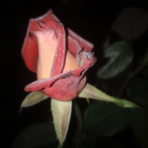 Image chosen by user