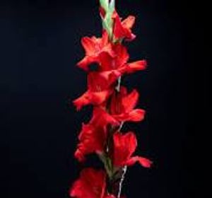 Image chosen by user