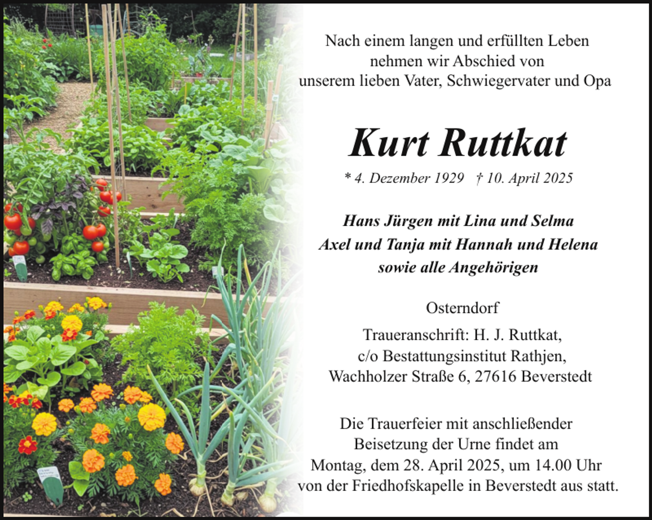 <p>Nach einem langen und erfüllten Leben<br />nehmen wir Abschied von<br />unserem lieben Vater, Schwiegervater und Opa</p><p>Kurt Ruttkat</p><p>* 4. Dezember 1929 † 10. April 2025</p><p>Hans Jürgen mit Lina und Selma<br />Axel und Tanja mit Hannah und Helena<br />sowie alle Angehörigen<br />Osterndorf<br />Traueranschrift: H. J. Ruttkat,<br />c/o Bestattungsinstitut Rathjen,<br />Wachholzer Straße 6, 27616 Beverstedt<br />Die Trauerfeier mit anschließender<br />Beisetzung der Urne findet am<br />Montag, dem 28. April 2025, um 14.00 Uhr<br />von der Friedhofskapelle in Beverstedt aus statt.</p>
