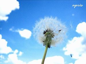 Image chosen by user