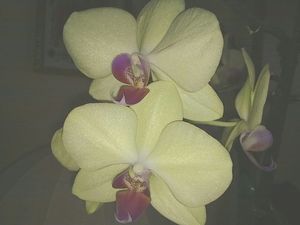 Image chosen by user