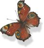 Ringe-Midtfyns Begravelsesforretning logo