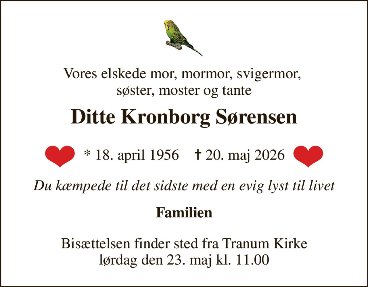 Vores elskede mor, mormor, svigermor,  søster, moster og tante 
Ditte Kronborg Sørensen 
*​ 18. april 1956​    ✝​ 20. maj 2026 
Du kæmpede til det sidste med en evig lyst til livet 
Familien 
Bisættelsen​ finder sted fra Tranum Kirke​ lørdag den 23. maj​ kl. 11.00