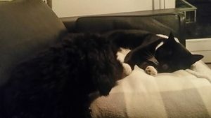 Image chosen by user