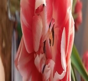 Image chosen by user