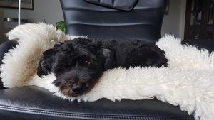 Image chosen by user