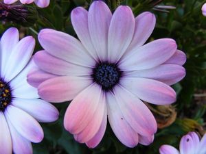 Image chosen by user