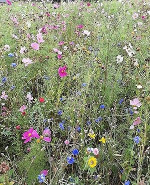 Image chosen by user