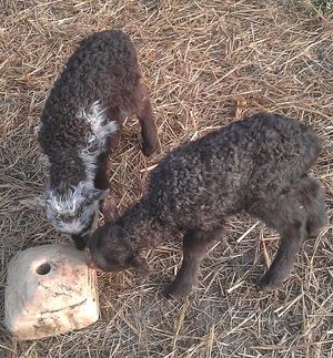 Image chosen by user