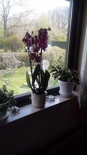 Image chosen by user