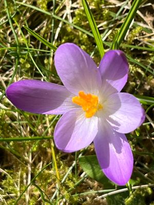 Image chosen by user