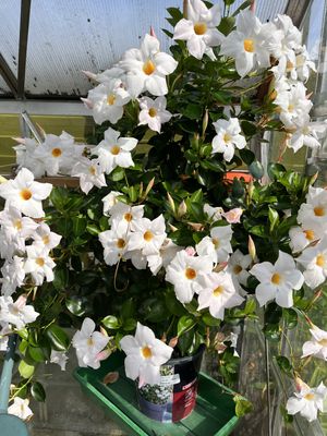 Image chosen by user