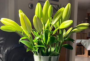 Image chosen by user