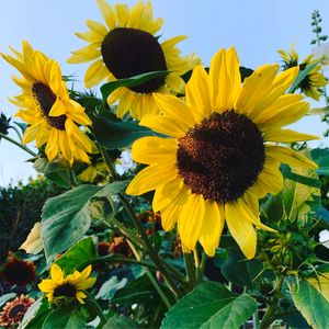 Image chosen by user