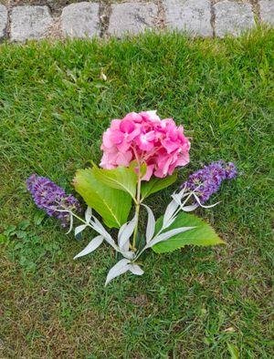 Image chosen by user