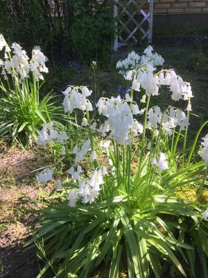 Image chosen by user