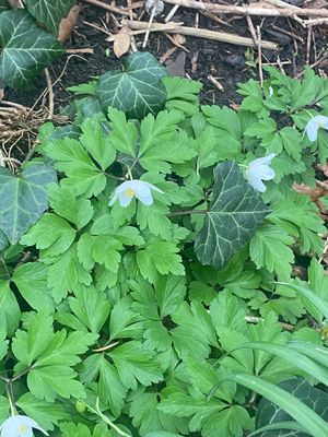 Image chosen by user