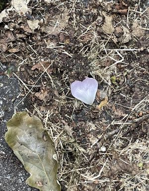 Image chosen by user