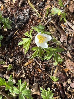 Image chosen by user