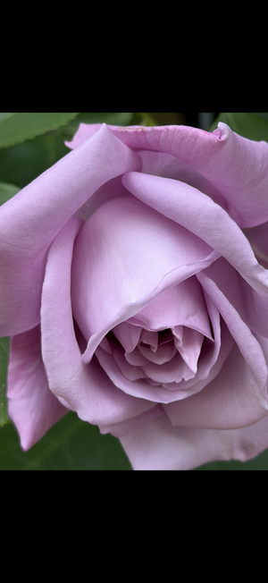 Image chosen by user