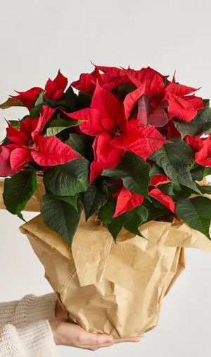 Image chosen by user