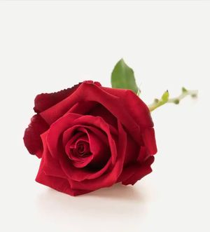 Image chosen by user