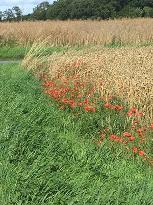 Image chosen by user