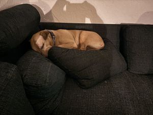 Image chosen by user