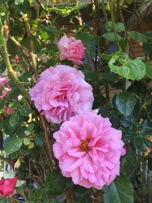 Image chosen by user