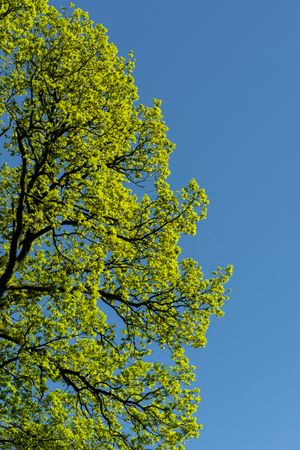 Image chosen by user